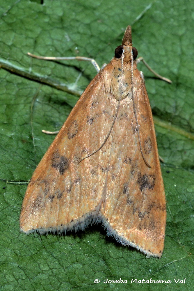 Eteroceri del mese di aprile, dal confino